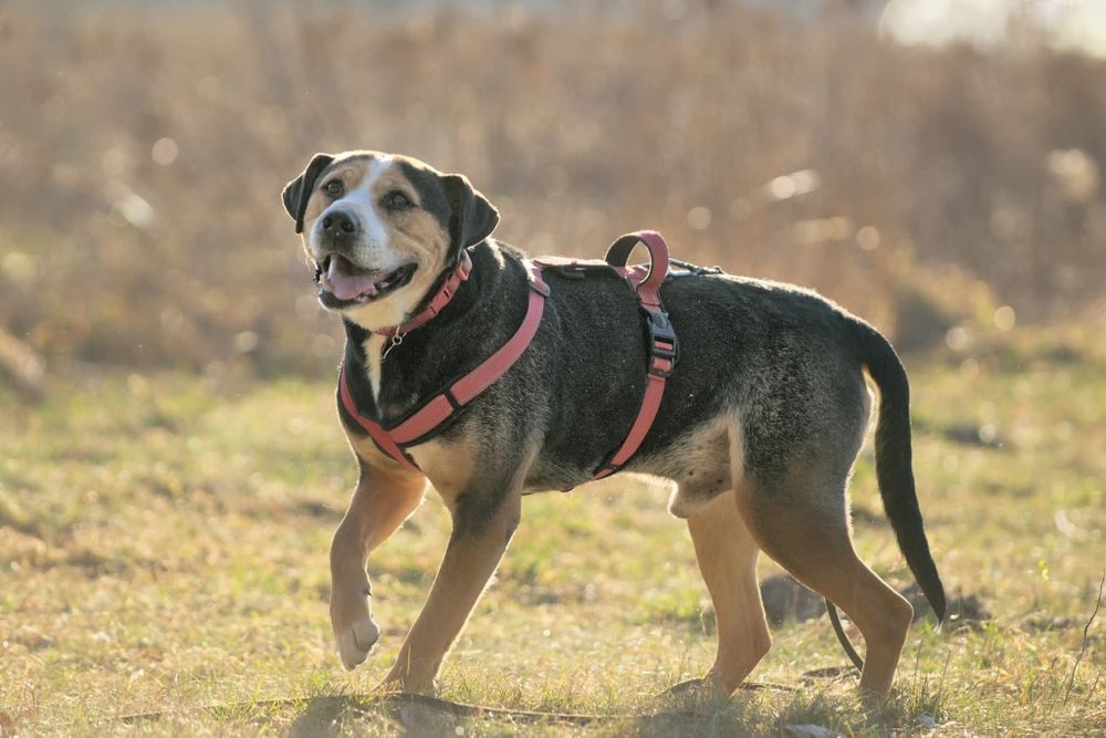 Kochający psiak w typie Ttb czeka na swoj dom