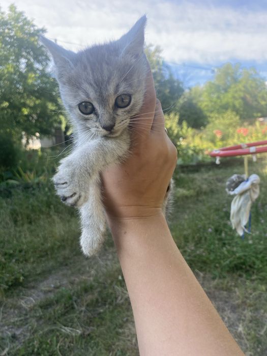 Віддам кошенят в добрі руки