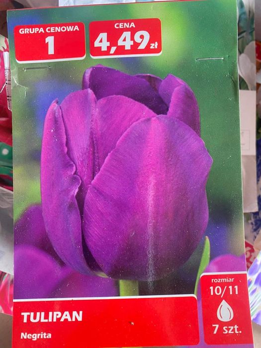 Тюльпани 60 грн пачка