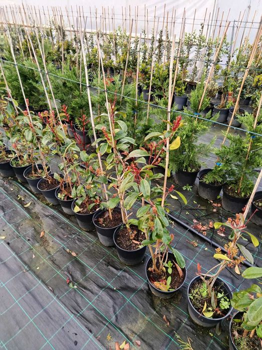 Photinias Red Robin (90CM+)