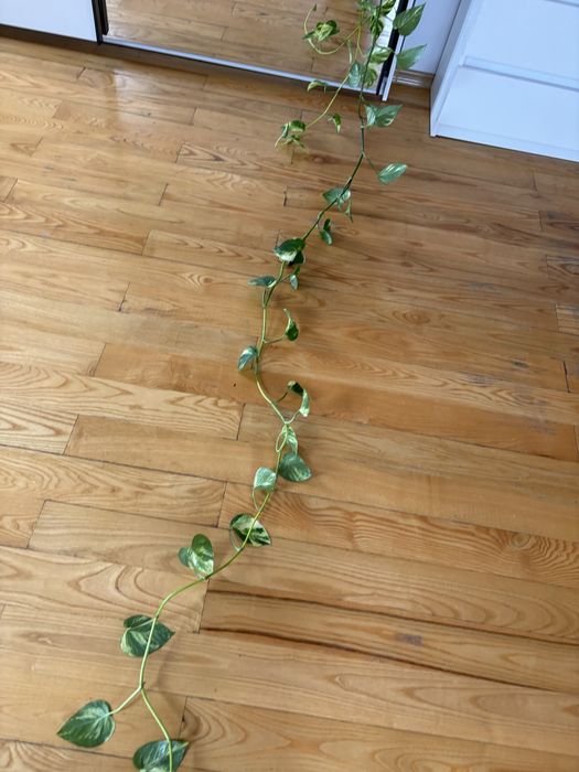 Epipremnum zlociste