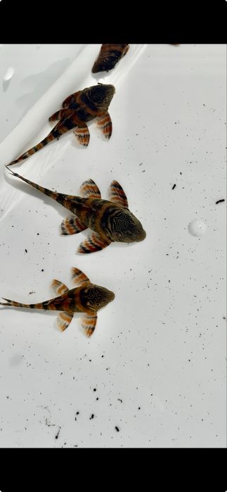 Panaqolus Alenquer Tiger L397