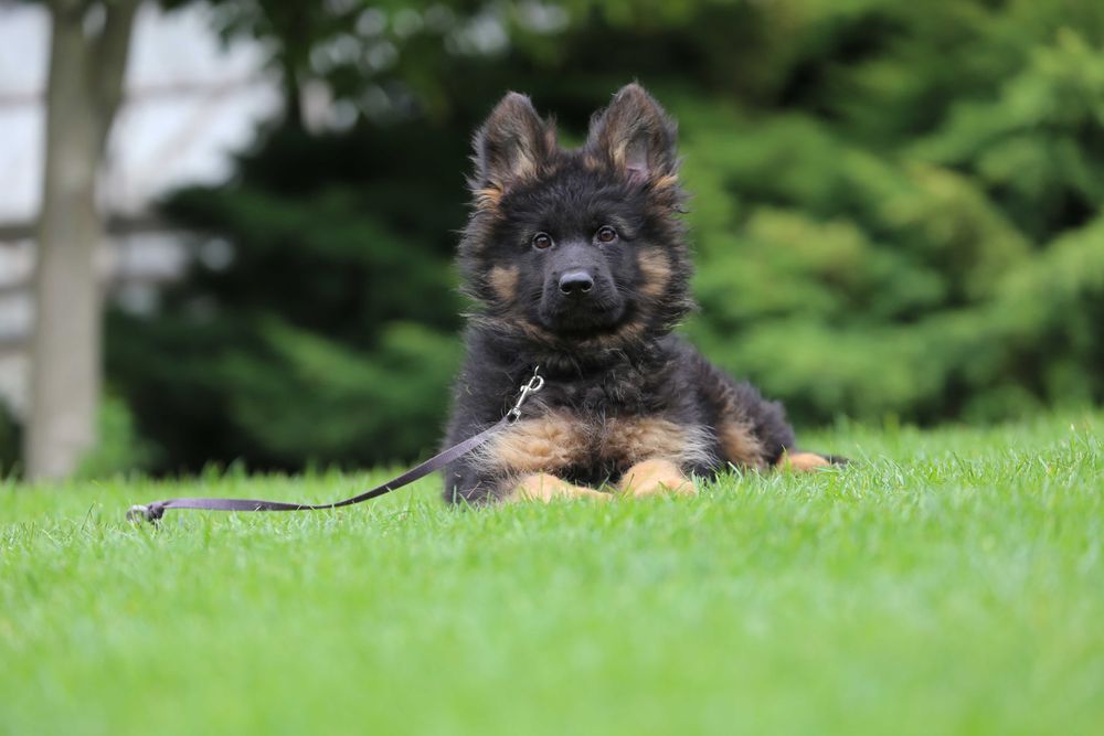 Owczarek niemiecki szczeniak