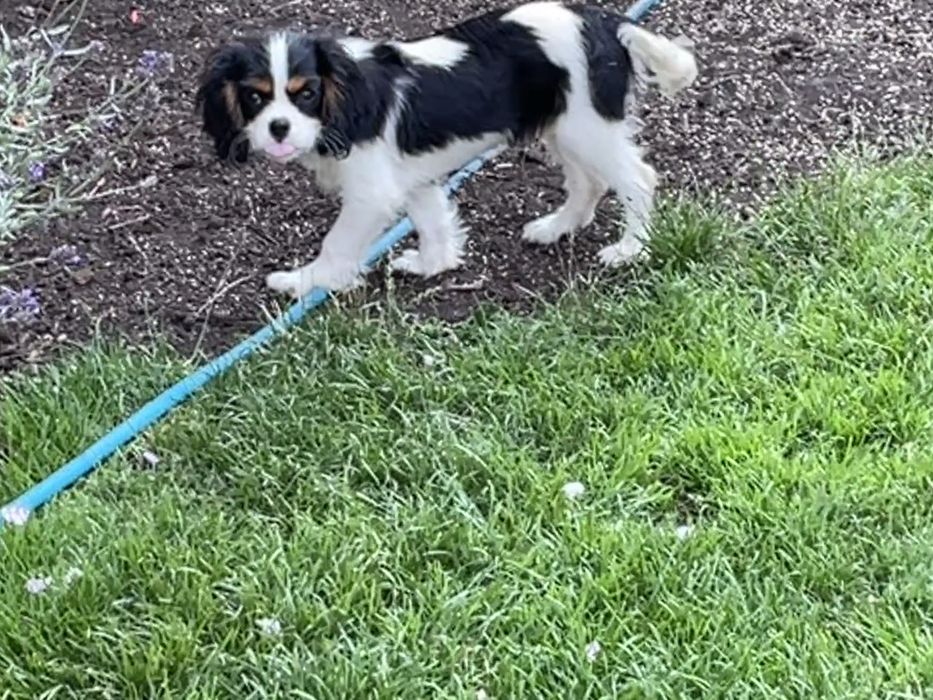 Cavalier King Charles Spaniel ZKwP - piesek