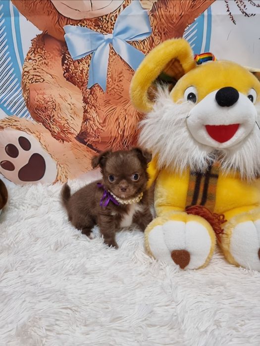 Chihuahua macho chocolate  miniatura de pêlo comprido com Pedigree