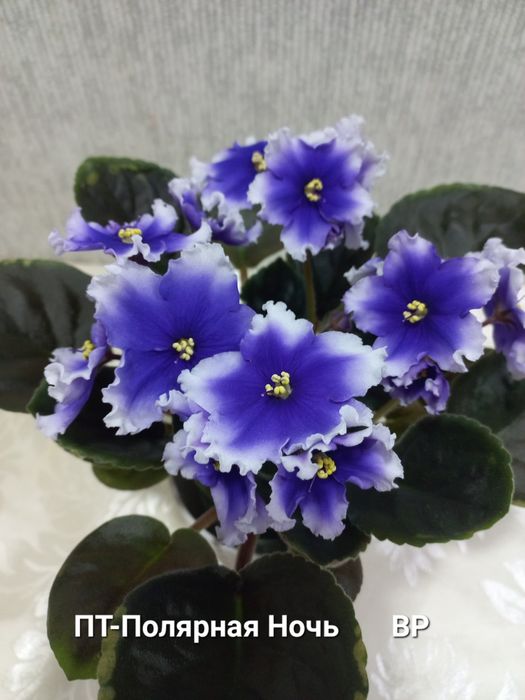 Фіалки трейлери і стандарти, сортові.