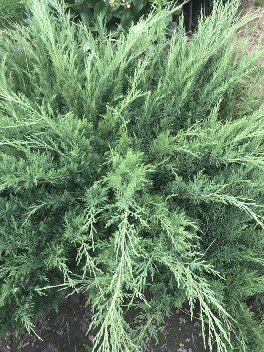 Папороть "Страусине перо",іриси ,хости, самшит, туї, юки, лаванди