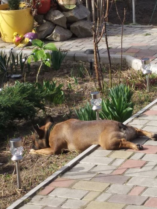 Вязка собак Французский бульдог