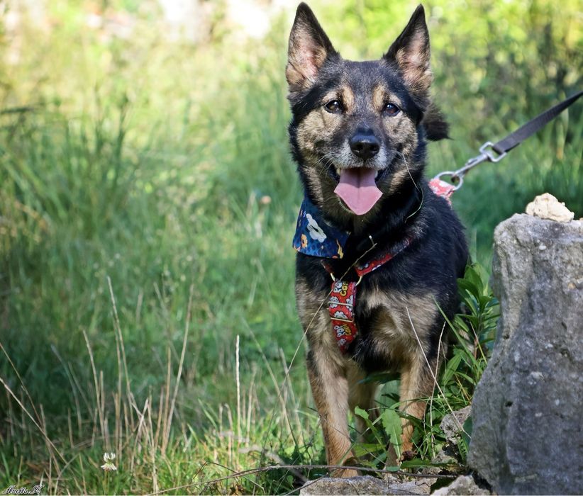 Kubuś ma za sobą bardzo trudne życie. Odmień jego los