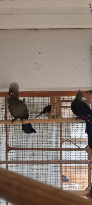 Turaco persa bufoni femea