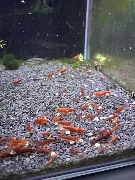 Neocaridinas red Fire