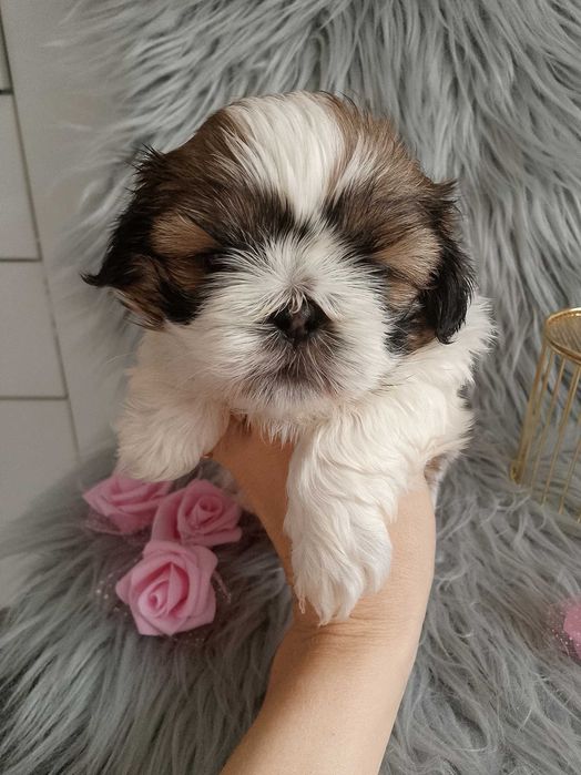 Piękna suczka rasy Shih-Tzu