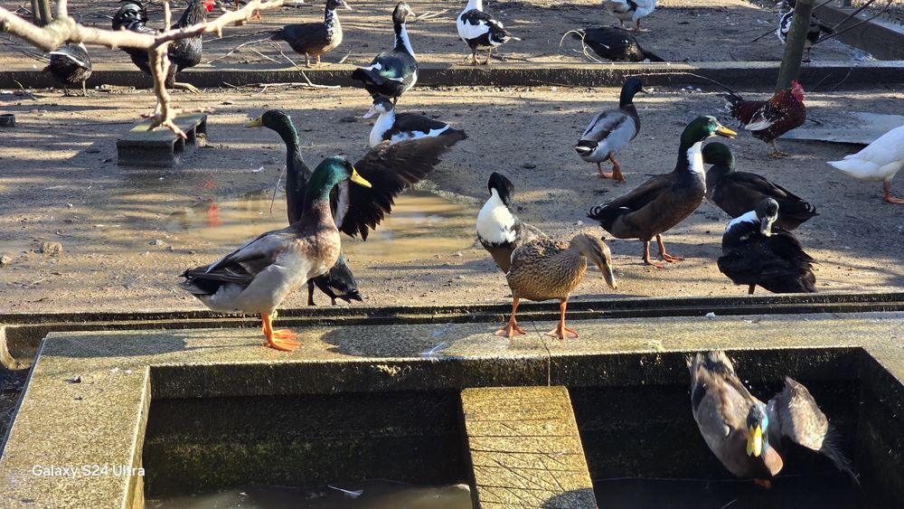 patos mudos (viana do castelo)