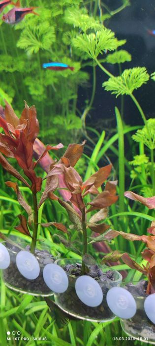 Ludwigia Repens Red Roślina Akwariowa-Akwarium