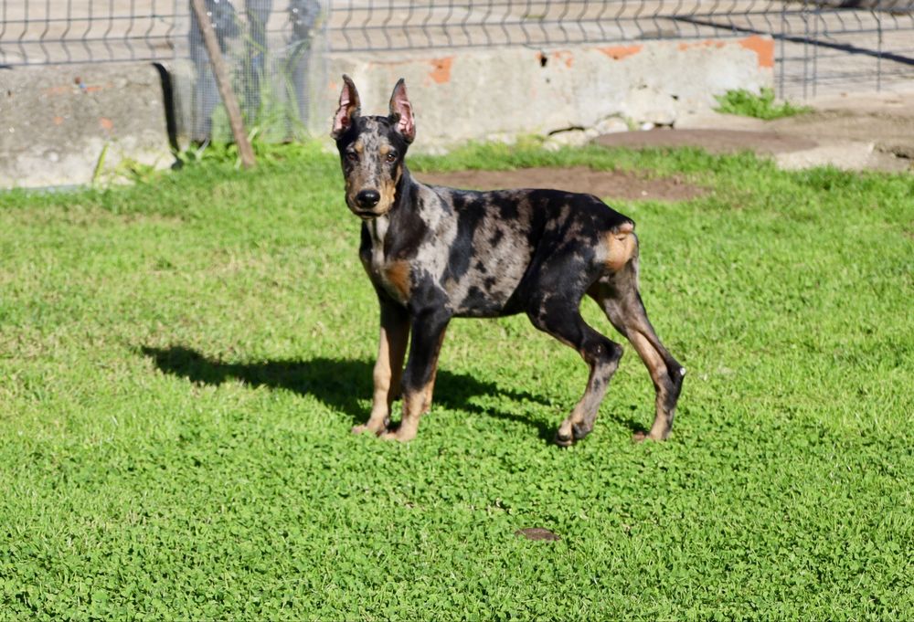 Dobermann balck merle