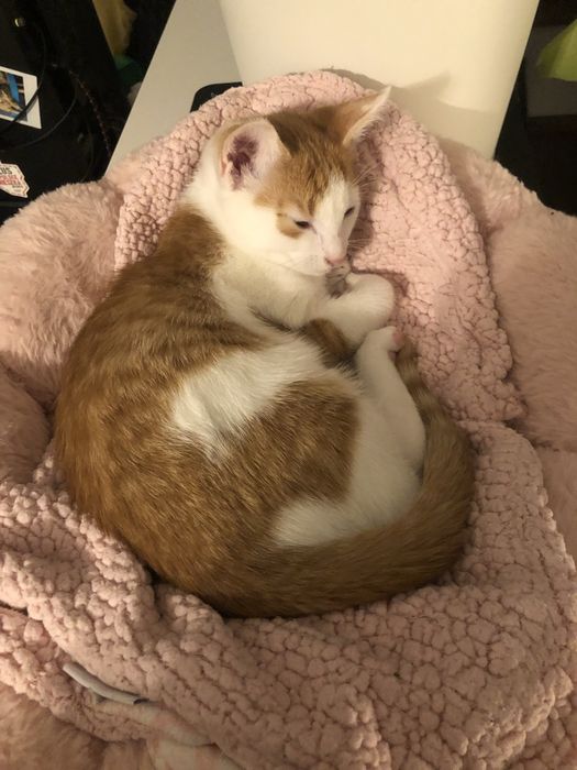 Kotek Staś pilnie szuka domu