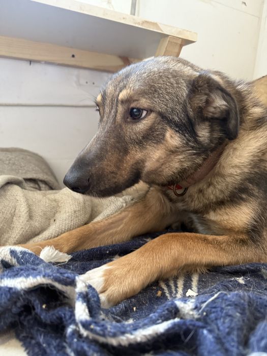 Дівчинка Соня самка собака цуценя щенок в добрі руки сука