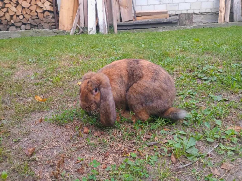 Кролі різних порід