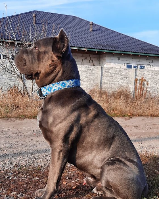 Кобель Кане Корсо для вязки