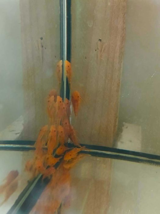Glonojad czerwony Ancistrus sp red