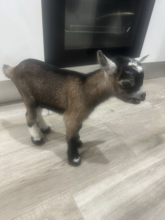 Cabrito anao bebe macho