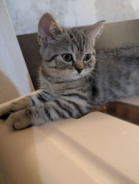 Шотландские котята 2,5 месяца