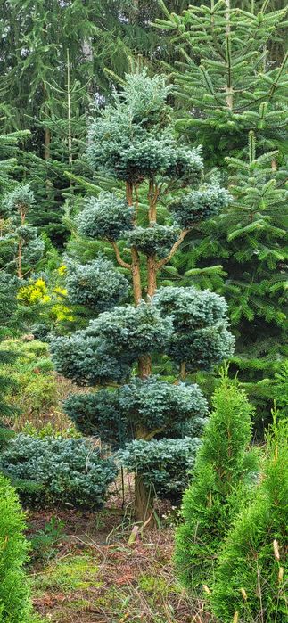Bonsai cyprysik groszkowy boulevard