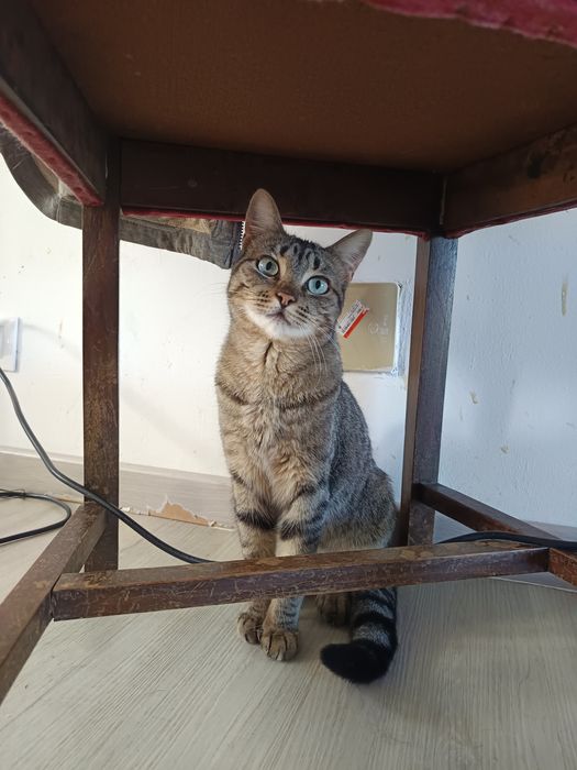 Leila para adoção