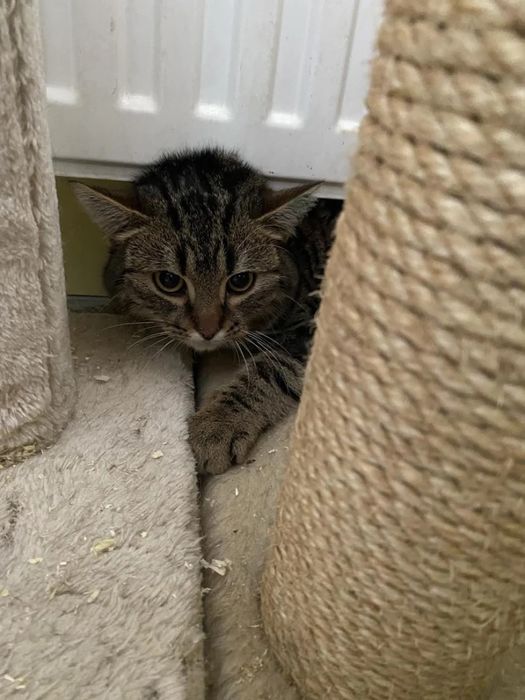 Młody kocurek Pazurek do adopcjii!