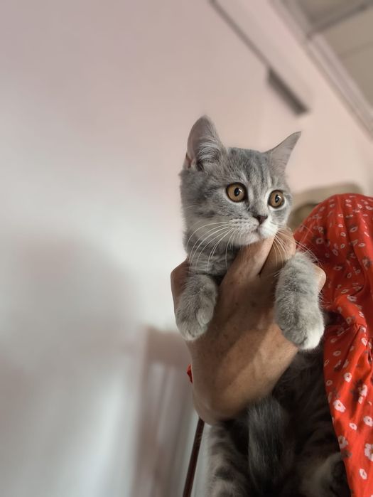 Scottish  gatinho disponível