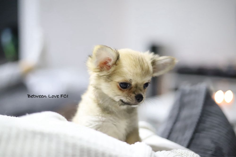 Chihuahua mini dziewczynka malutka ZKwP FCI