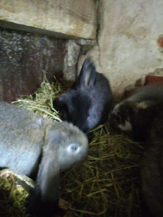 Sprzedam króliki barany francuskie