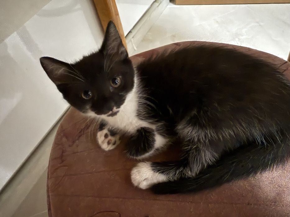 Кошеня в хороші руки