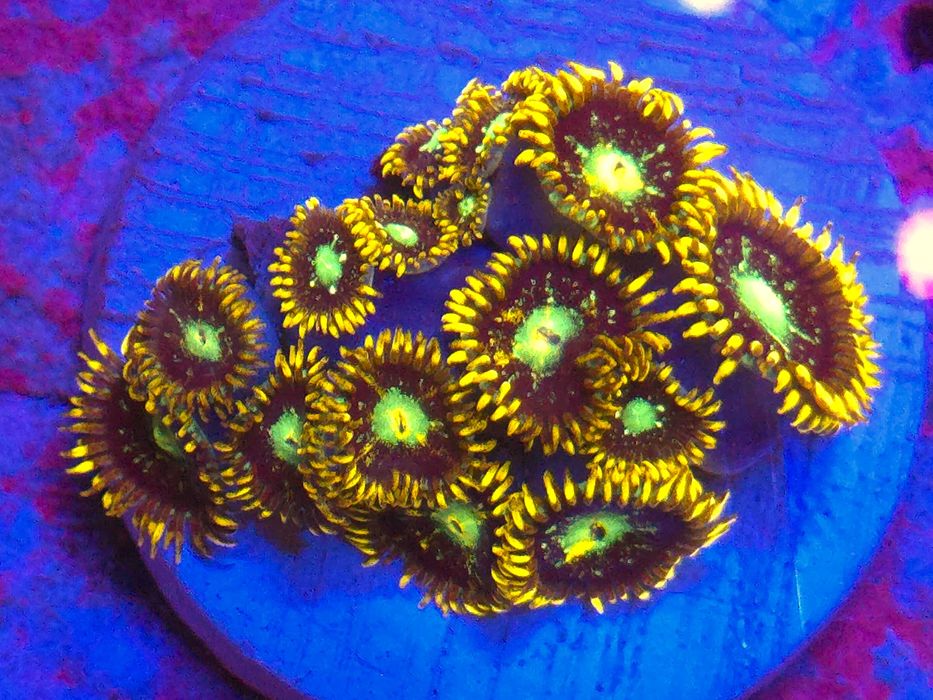 Zoa Gold Star Premium Frag Zoanthus Koralowce Miękkie