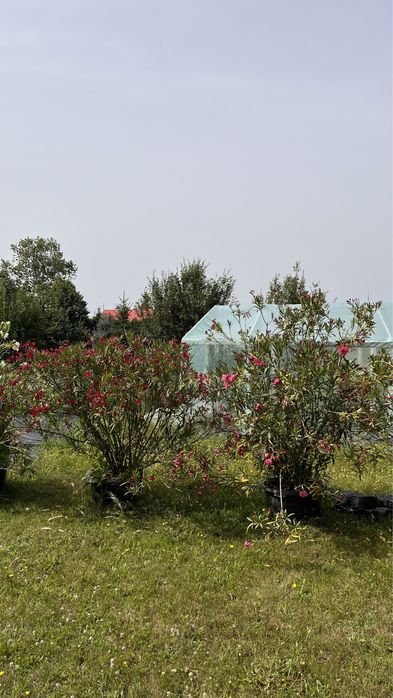 Oleander 10 letni 200-250cm