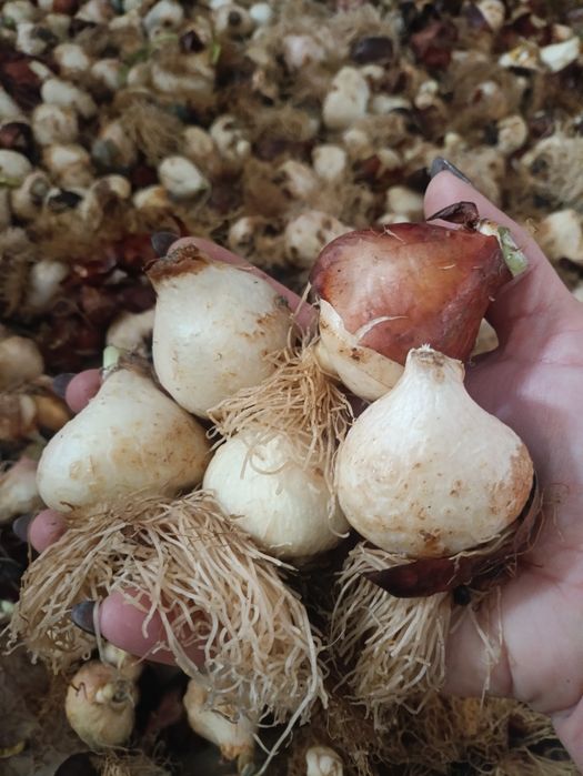 Цибулини тюльпанів на кг