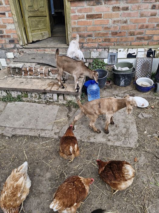 кози нубійські козеньта