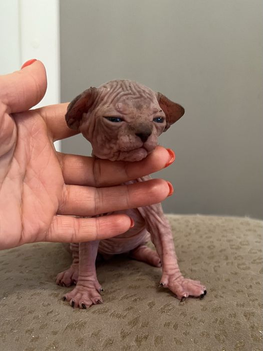 Sfinks kanadyjski , kocurek