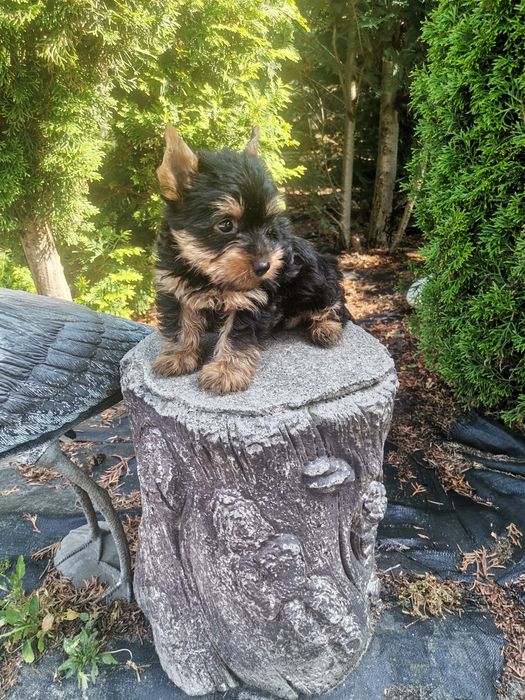 York Yorkshire terrier suczka z rodowodem
