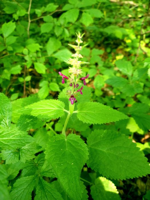Wyciąg ze szczeci i czyśćca leśnego ( opryszczka,  borelioza)
