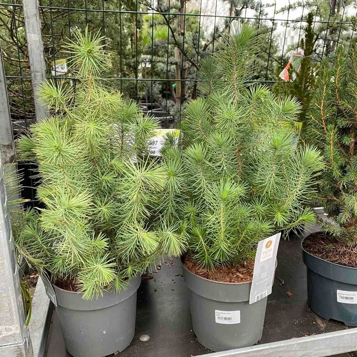 Елки, ялини, сосни живі в горщиках