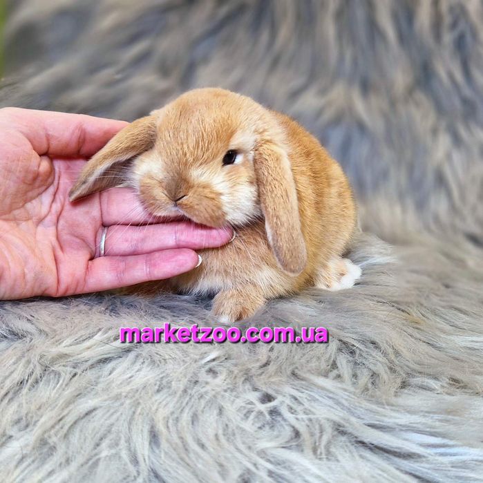 Карликовий міні кролик Карликовый мини  вислоухий баран mini lop
Окра