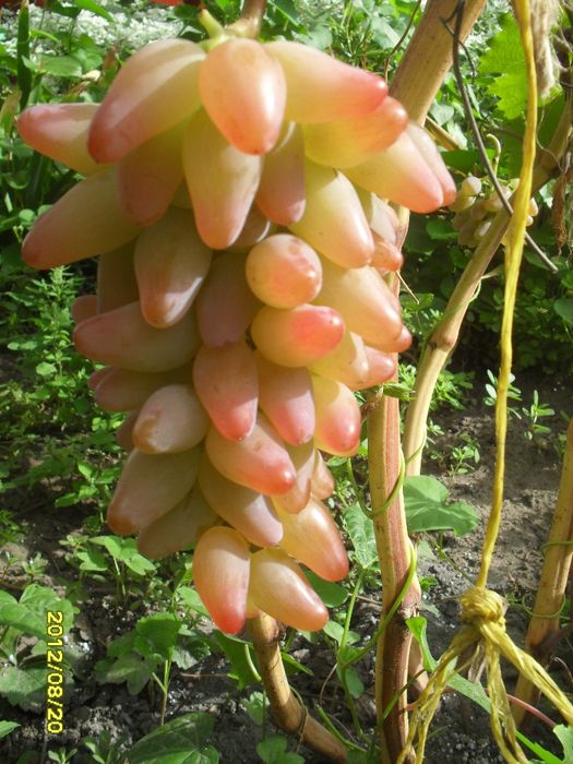 Саджанці і лоза винограду, Саженцы винограда.