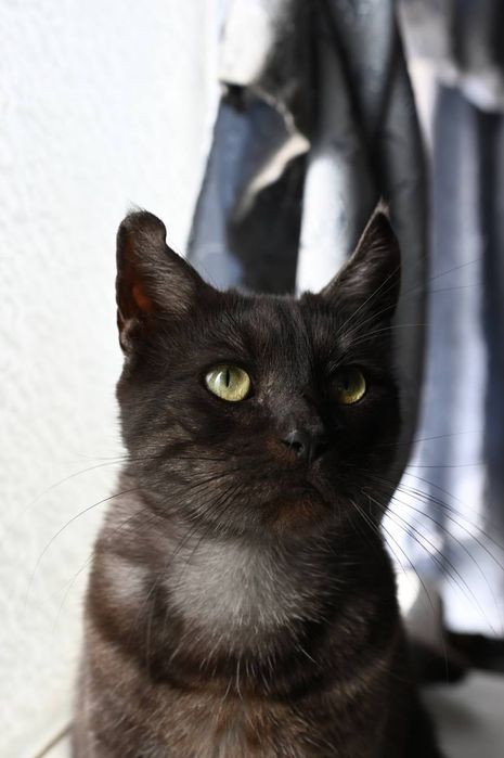 Котик Альф из приюта бесплатно