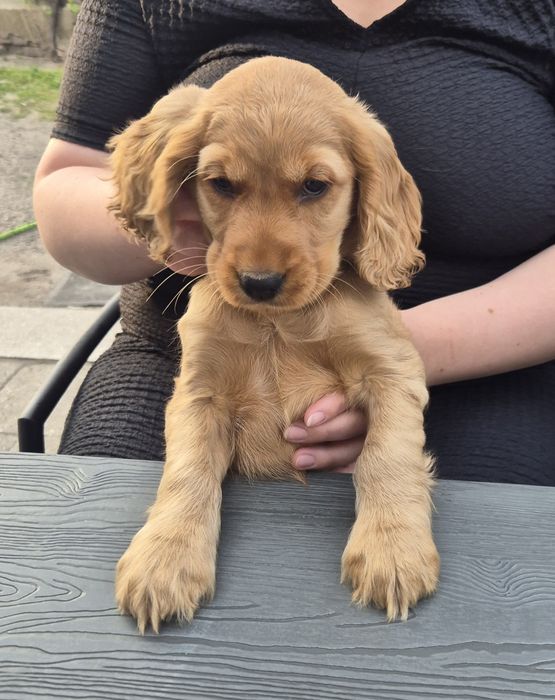 Cocker spaniel angielski