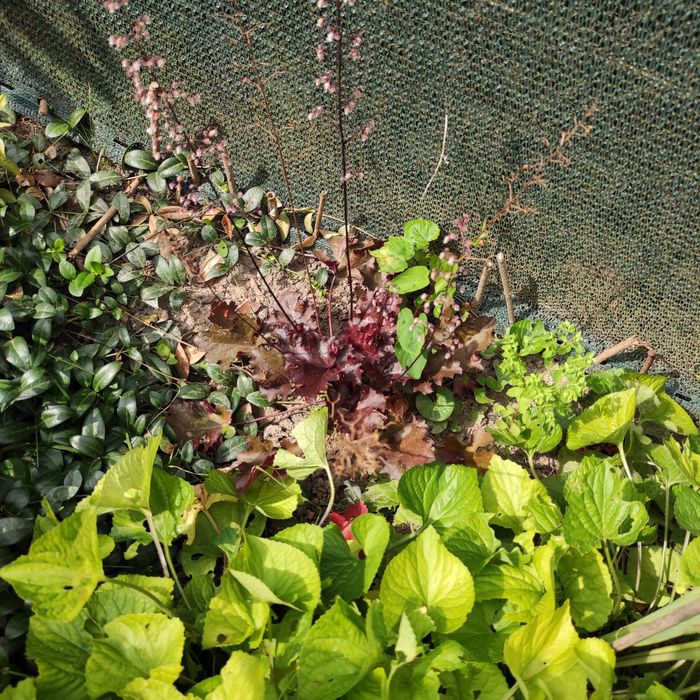 3x żurawka/ żurawki