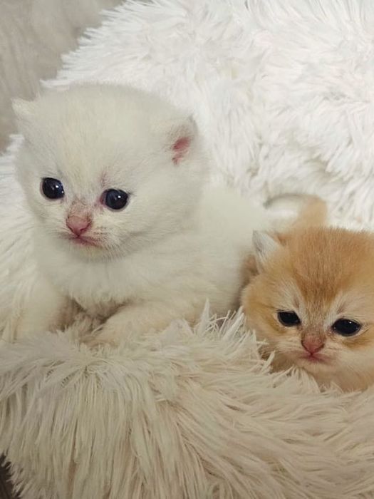 Британскі котенята