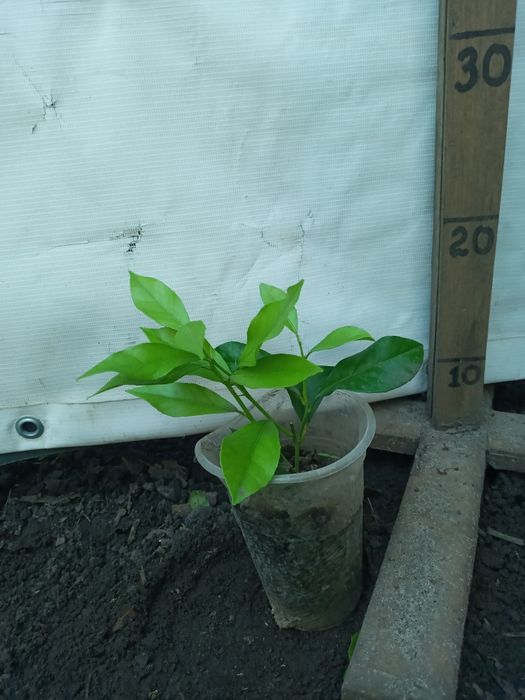 Лимони різні сорти