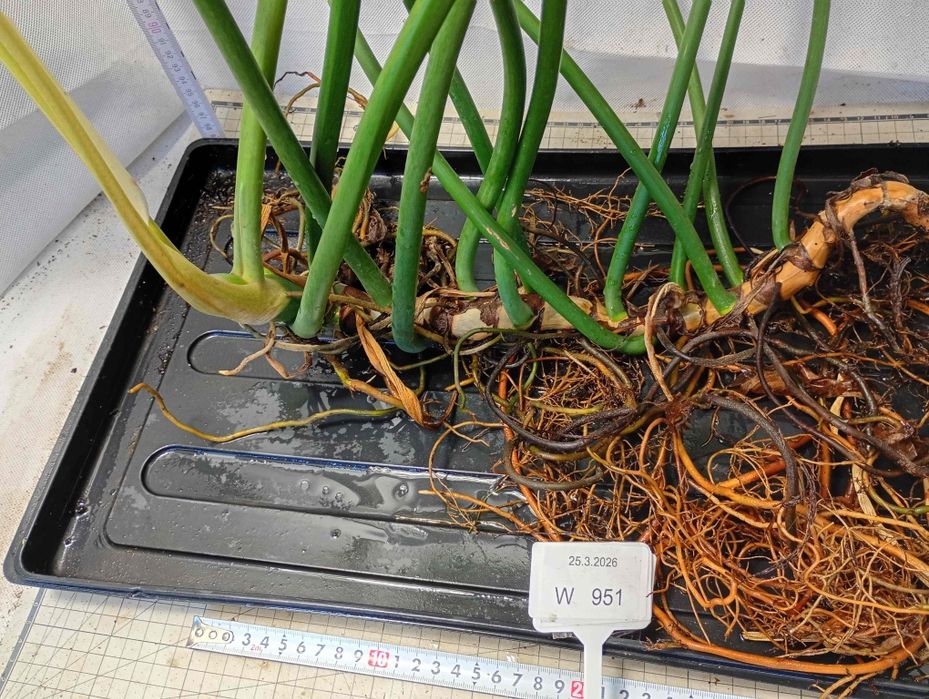 Philodendron martianum W951