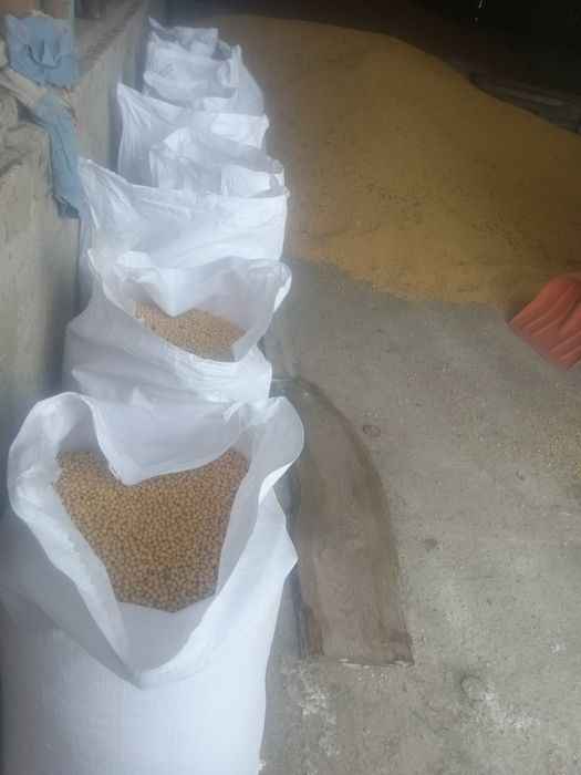 Продам сою сорт Аббі